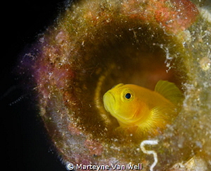 Cute little yellow pygmy goby in a bottle in Lembeh Strai... by Marteyne Van Well 